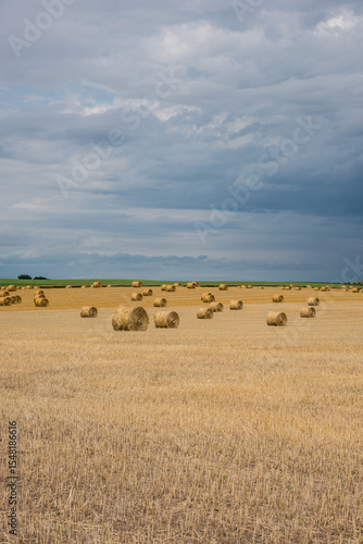 hay bales in the field