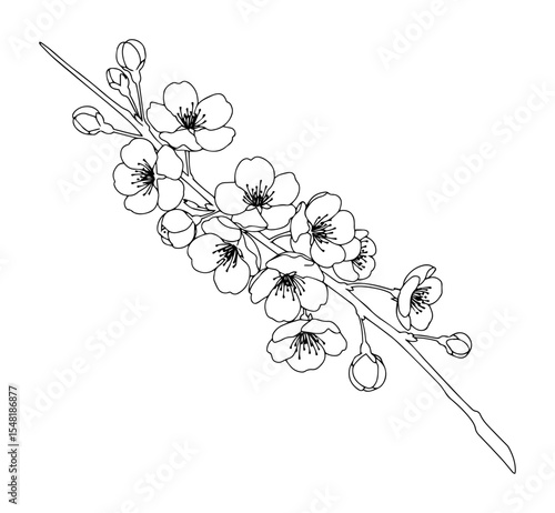 cherry blossom branch – outline floral illustration