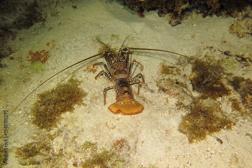 Fotografie Spiny lobster (Panulirus argus) on the sandy bottom
