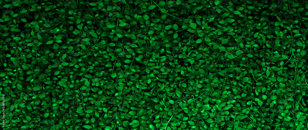 Nature green leaf plants for background. Abstract green leaf texture, nature background, tropical forest, environment ecology or green wallpaper Nature green leaf plants for background. Abstract green leaf texture, nature background, tropical forest, environment ecology or green wallpaper