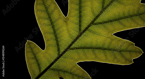 Intricate Veins And Texture Of An Oak Leaf Against A Black Backdrop
