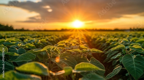 Golden Hour in the Soybean Field, Agriculture Photography, Sunset, Plants Soybean, Agriculture