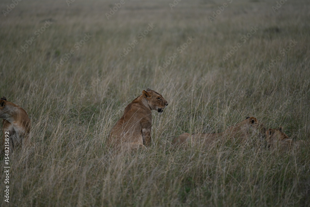 Naklejka premium lioness in masai-mara