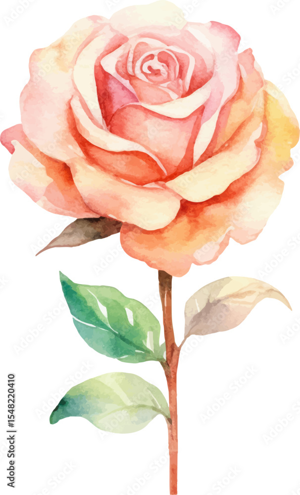 Obraz premium Vector watercolor painted rose flower. Hand drawn design element isolated on white background.
