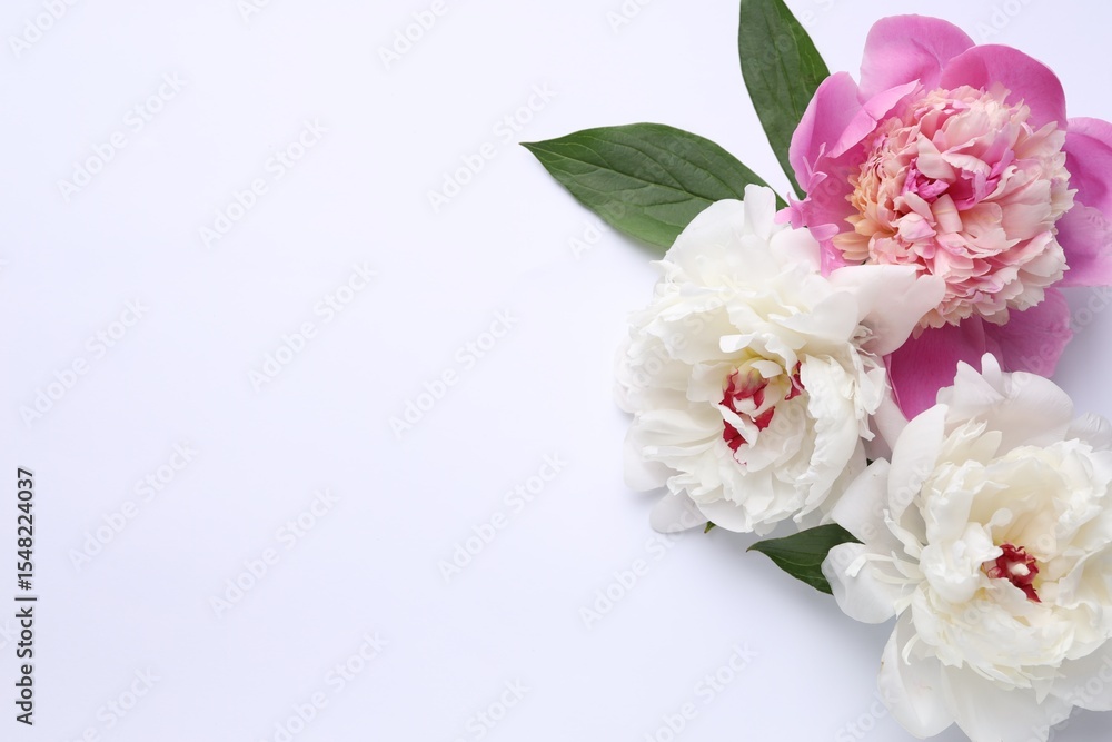 Beautiful peonies and green leaves on white background, flat lay. Space for text Beautiful peonies and green leaves on white background, flat lay. Space for text