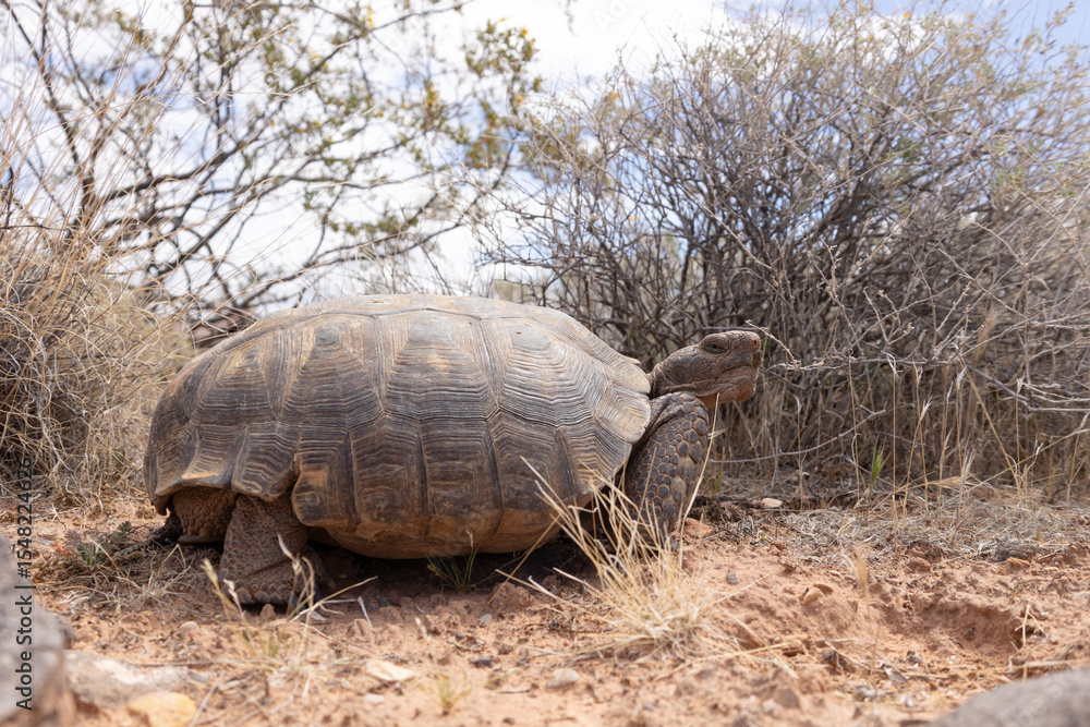 Obraz premium A Mojave Desert Tortoise looks back towards the camera as it slowly makes its way past creosote and other desert bushes on a sunny spring day in the desert of Southern Utah USA. 