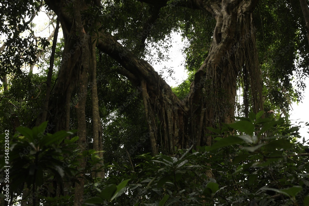 Fototapeta premium Beautiful lush tropical trees growing in park