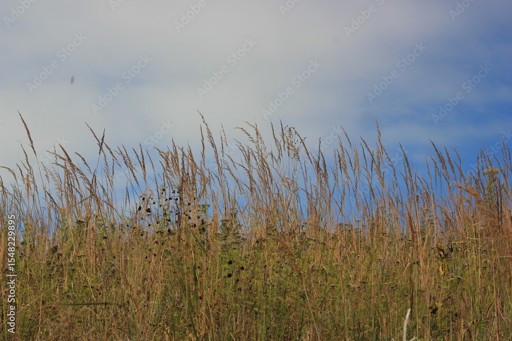 Fototapeta premium reeds on the beach