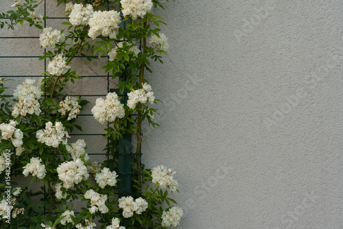Fotografie Delicate white roses climbing up a trellis and showing off their beautiful bloom