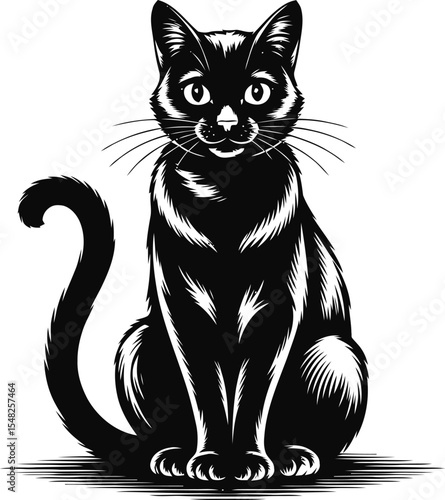 Black cat sitting isolated on white background