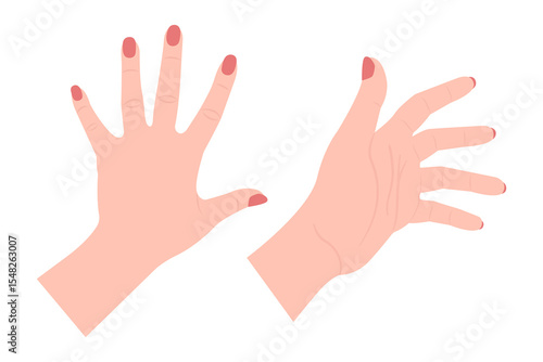 female hands vector illustration on white, palm hand front back