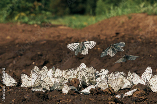 Papier peint White butterflies are sitting on the ground. Aporia crataegi