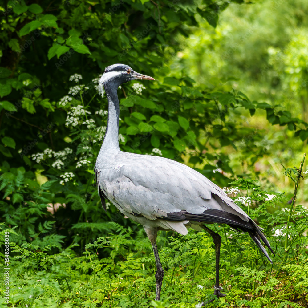 Fototapeta premium Demoiselle Crane, Anthropoides virgo are living in the bright green meadow during the day time