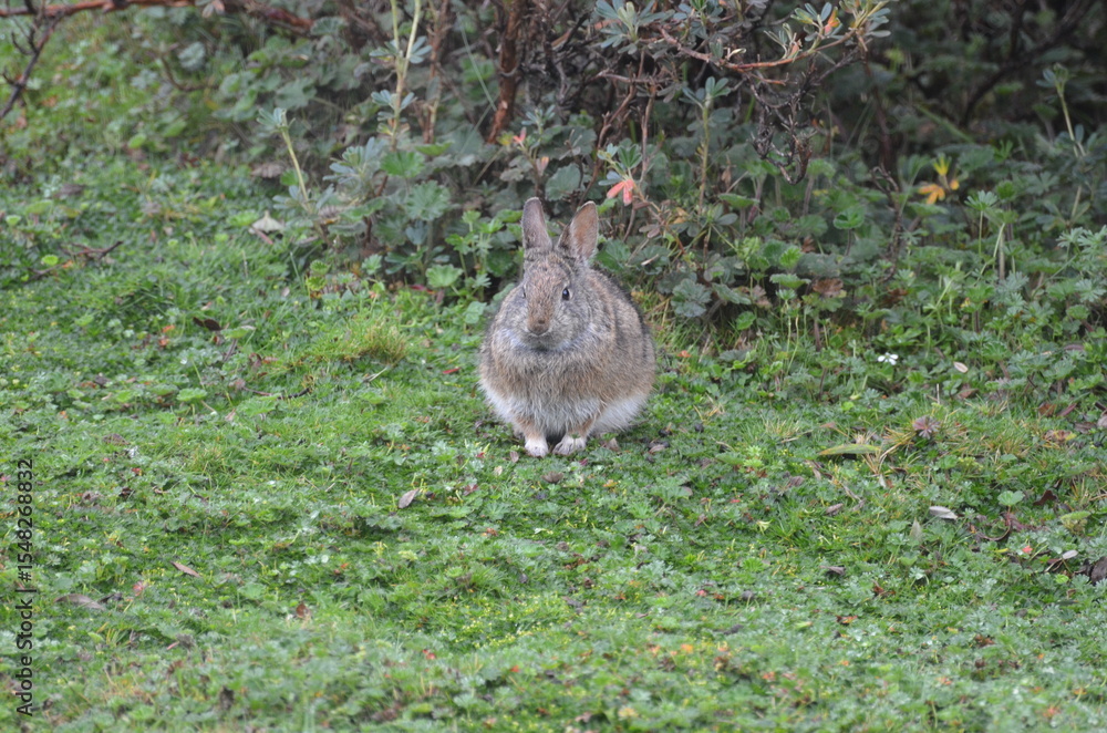 Fototapeta premium Vida en el Paramo