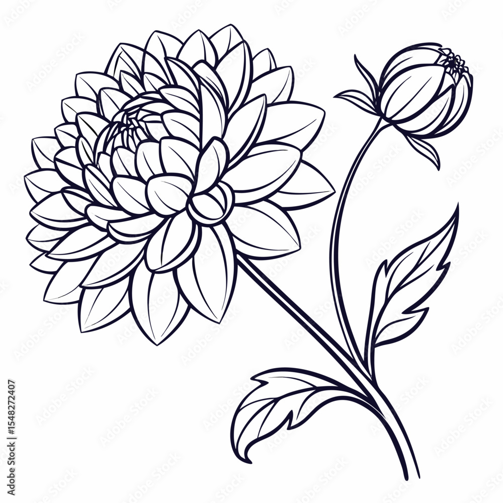 vector illustration of a dahlia vector illustration of a dahlia