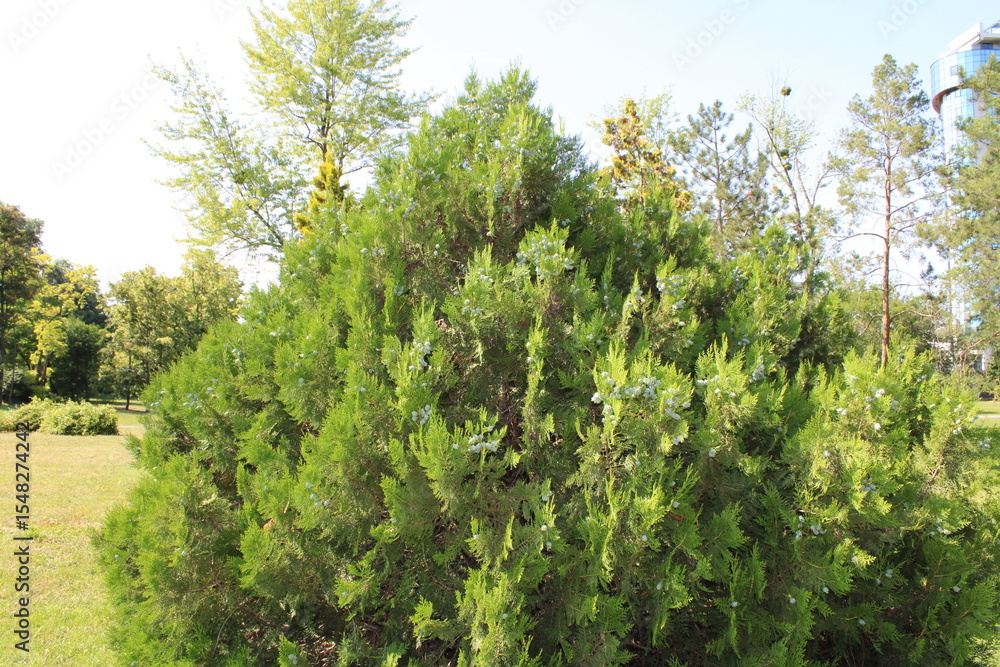 Fototapeta premium A vibrant close-up of a large green bush, showcasing its lush foliage and natural beauty.