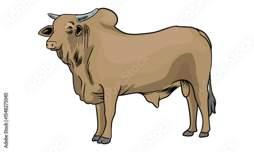 superior bull with separate white background
