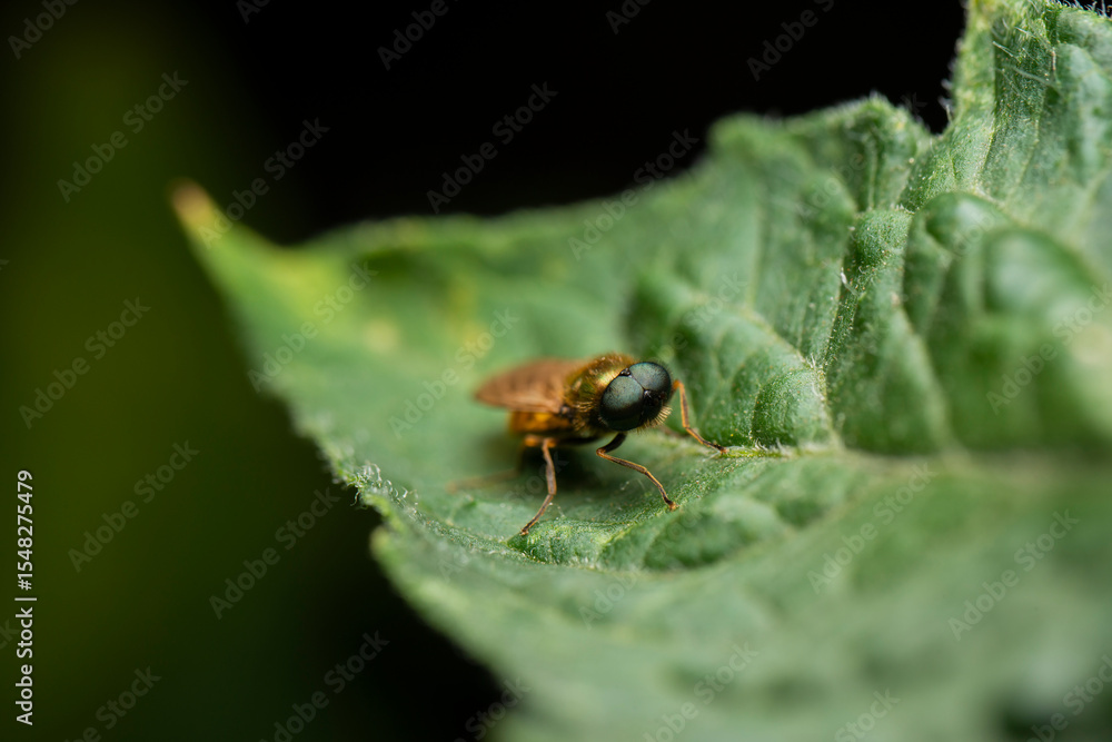 Fototapeta premium Chloromyia formosa, a species of soldier flies belonging to the family Stratiomyidae.