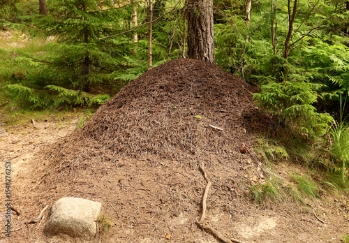 Photography Anthill