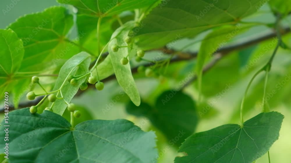Linden Tree Fruits Ripe Nuts on a Branch Tree Slow Motion Linden Tree Fruits Ripe Nuts on a Branch Tree Slow Motion