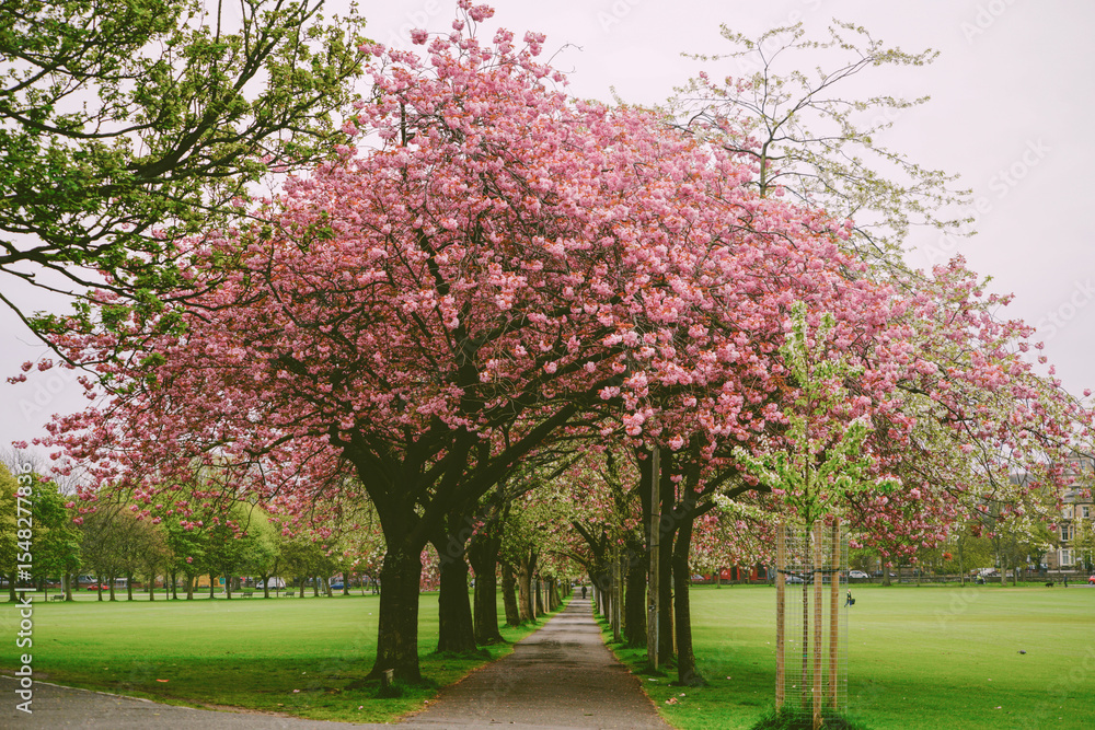 Naklejka premium Cherry Blossom Avenue in Spring