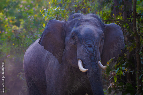 Tableau sur toile Young male Asian elephant tusker charges in aggression at Jim Corbett National Park—wild India, elephant behavior, jungle safari, wildlife action, endangered species, forest giant