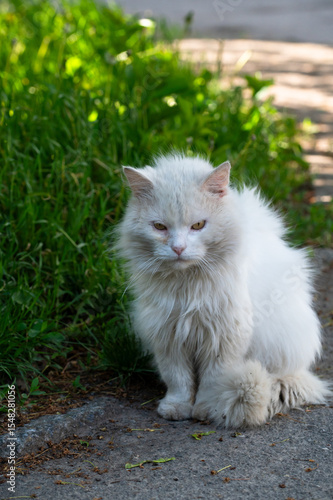 Sad white stray cat sitting on the street
