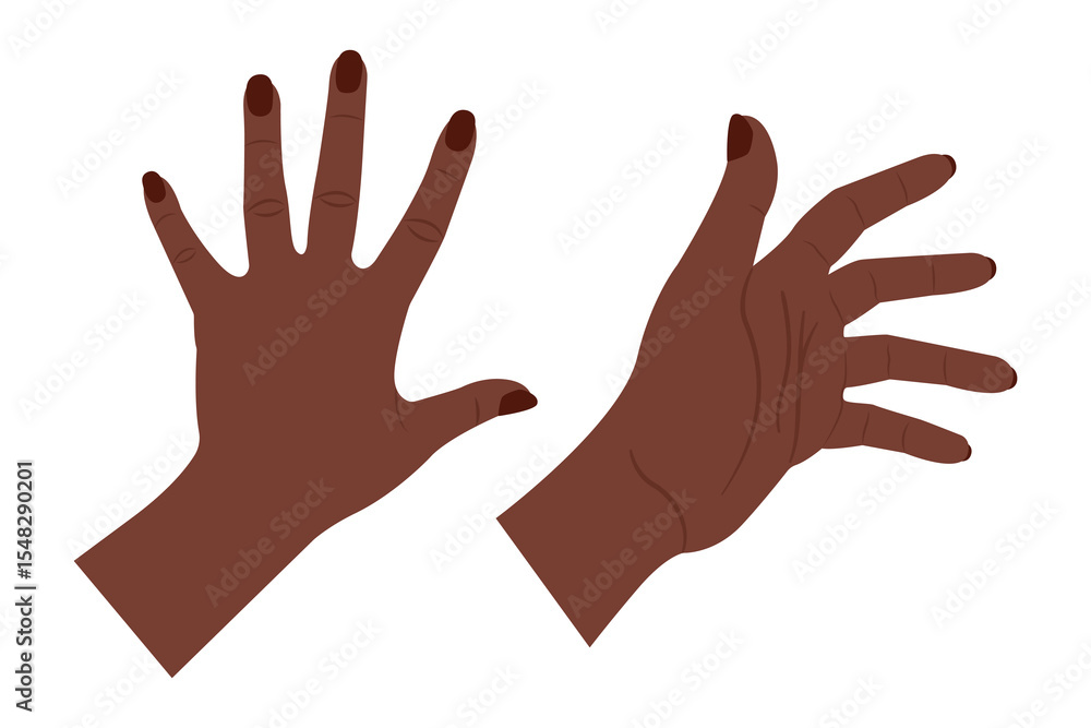 female hands vector illustration on white, palm hand front back female hands vector illustration on white, palm hand front back