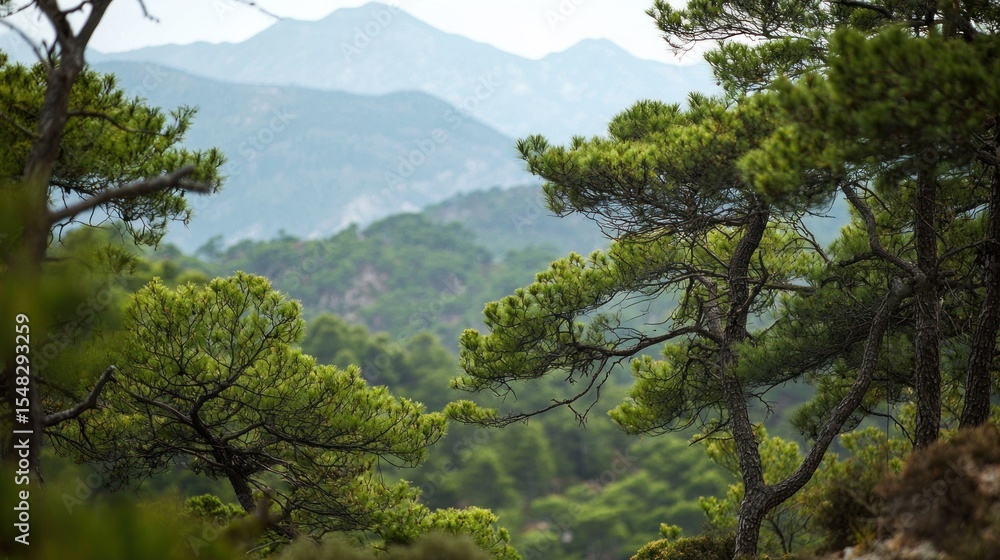 Obraz premium Green mountain forest view