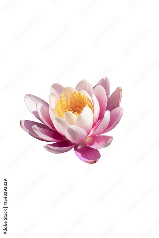 Obraz premium Close up of pink lotus flower isolated on white background