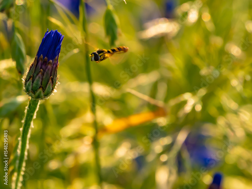 Photos Hoverfly flying near cornflower bud in summer field