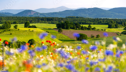 Fototapeta Naklejka Na Ścianę i Meble -  summer bloom meadow in Kaczawskie mountains in Lower Silesia in Poland