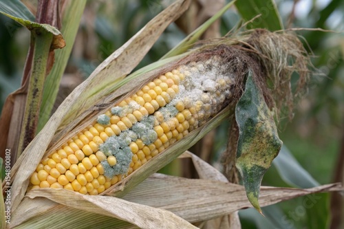Analyzing overmature corn on the cob with moldy kernels and peeling husk in agricultural fields a comprehensive study of fungal growth and its impact on crop quality