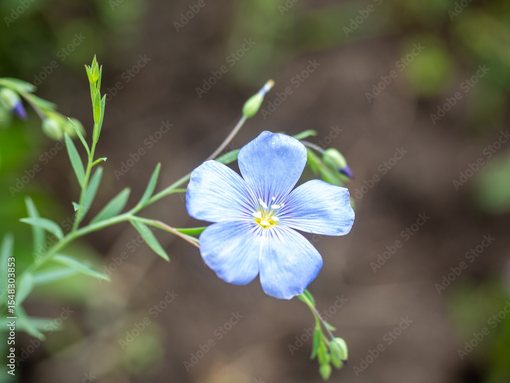 Fototapeta premium Beautiful blue flax flower in bloom, showcasing delicate petals and vibrant color