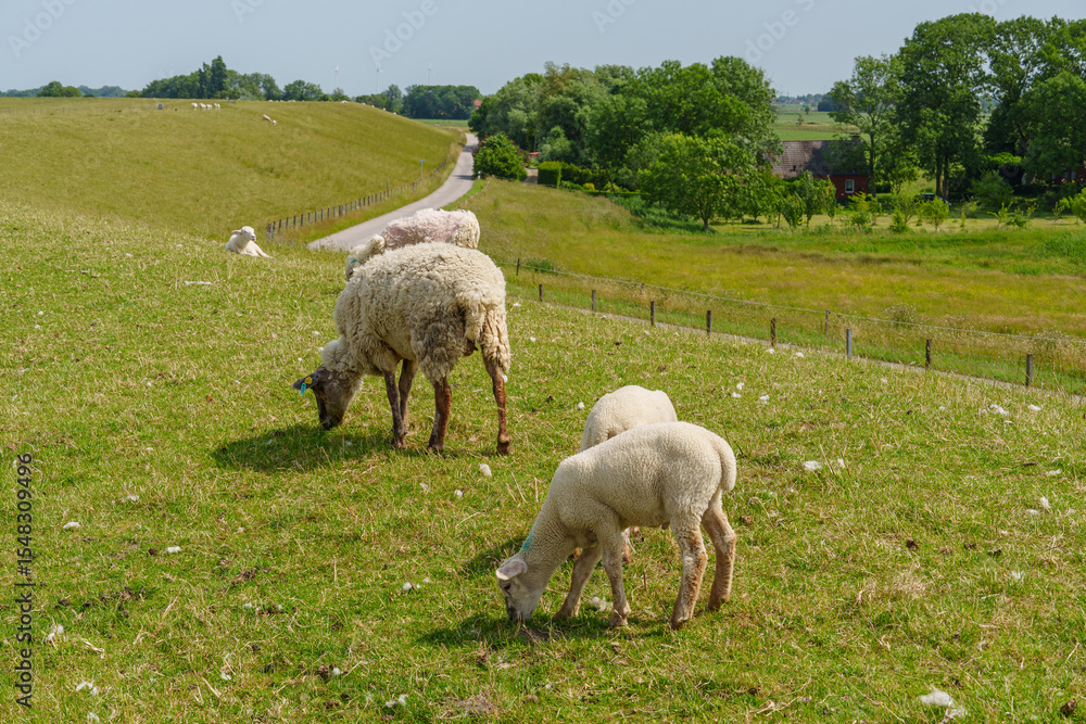 Fototapeta premium Ein Sommertag in Ostfriesland