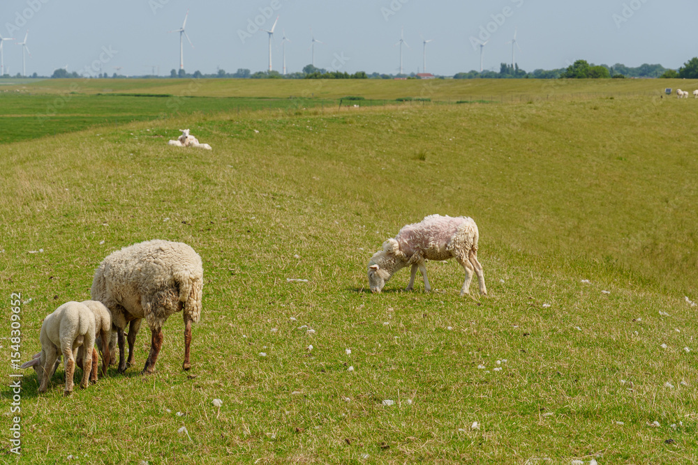 Fototapeta premium Ein Sommertag in Ostfriesland
