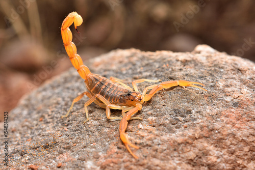 Schilderij op canvas Closeup of the endemic Spanish yellow scorpion Buthus elongatus from Málaga, Andalusia, photographed on a stone in its biotope