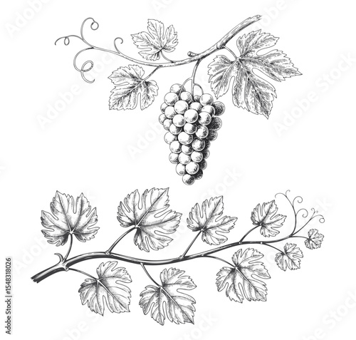 Vintage hand drawn grape vine vector illustration with leaves. Grapes and vine leaves branch in line work style.
