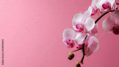 This flat lay features an orchid flower on a soft pink background, with ample space for your message.

