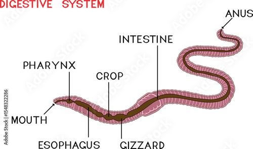 Scheme of digestive system of earthworm for biology lesson