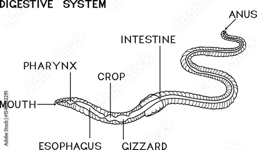 Coloring page with scheme of digestive system of earthworm for biology lesson