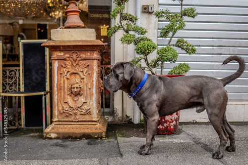 Large dog in Parisian Flea Market,  France 