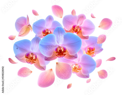 orchid on white