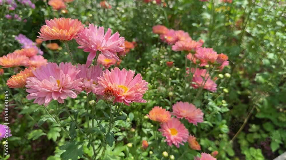 Chrysanthemum flowers bloom in summer garden, filling the air with beauty. Flowers in the garden create bright and colorful summer view. Summer garden full of chrysanthemum flowers looks fresh Chrysanthemum flowers bloom in summer garden, filling the air with beauty. Flowers in the garden create bright and colorful summer view. Summer garden full of chrysanthemum flowers looks fresh