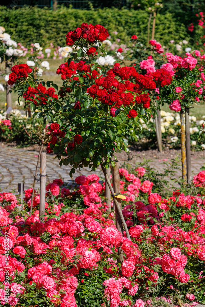 Fototapeta premium Rosengarten im Münsterland