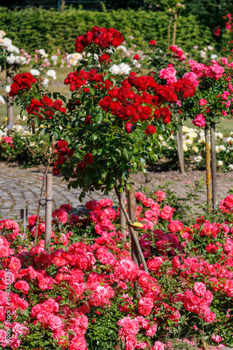 Rosengarten im Münsterland