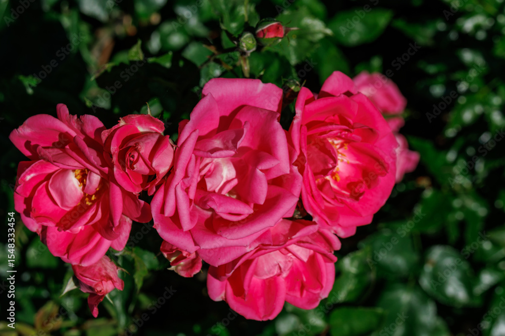 Rosengarten im Münsterland Rosengarten im Münsterland