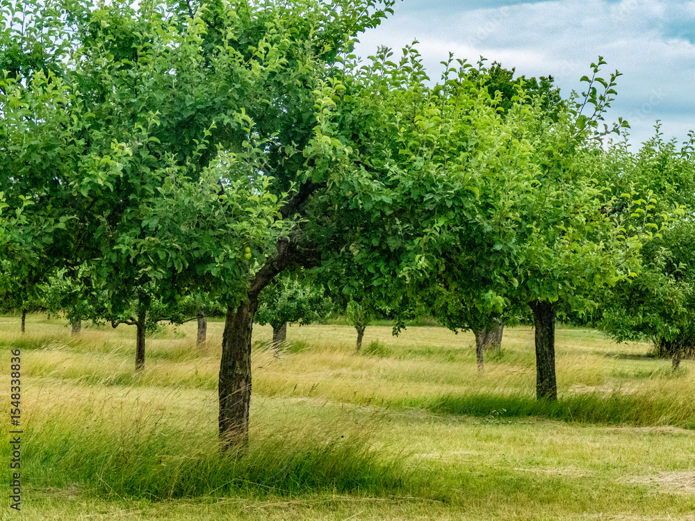 Gemähte Streuobstwiese Gemähte Streuobstwiese
