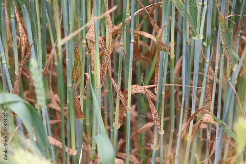 Ramularia leaf spot in barley (caused by fungus Ramularia collo-cygni). Fungal diseases of barley in the form of dark spots on leaves