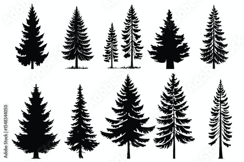 Evergreen forest tree vector collection – isolated pine and fir tree shapes